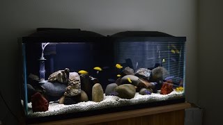 African Cichlids  Mbuna Stripping  Demasoni amp Yellow Labs  Water Change  Breeding Colony [upl. by Irrahs]