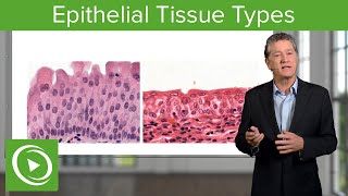 Epithelial Tissue Sections amp Functions – Histology  Lecturio [upl. by Toile]