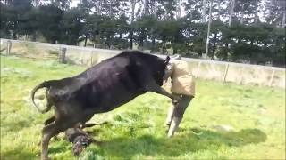 Mother Cow Protects Baby Calf Attacks Dairy Farmer [upl. by Bonne82]