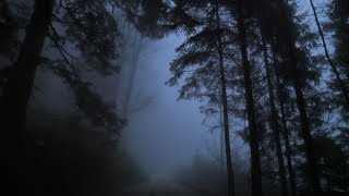 Virtual Drive Through The Dark and Foggy Forest  Rain and Thunder [upl. by Aicarg13]