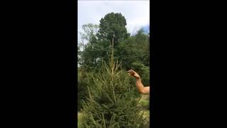 Trimming Evergreen Trees Norway Spruce Trees [upl. by Blain386]