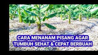 Cara Menanam Pohon Pisang Yang Baik dan Benar Agar Tumbuh Sehat Dan Cepat Berbuah [upl. by Marmaduke]