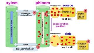 Types of Plant Tissues [upl. by Blynn]