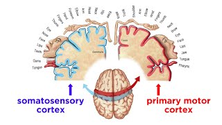 The Sensorimotor System and Human Reflexes [upl. by Adni]