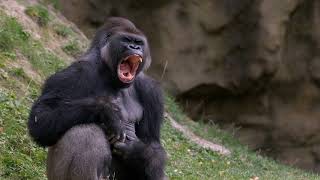 What Sound Does A Gorilla Make  Animal Sounds Gorilla Sounds [upl. by Farhsa]