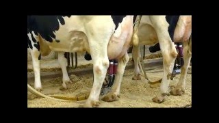 PENNSYLVANIA DAIRY  MILKING AND MORE [upl. by Annaierb450]