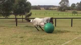 horse playing with ball [upl. by Eelrihs920]