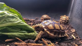 Sulcata Tortoise Care Guide [upl. by Brigit706]