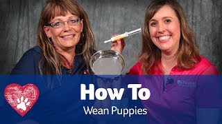 Weaning Puppies Pet Care Pro Show [upl. by Leia629]