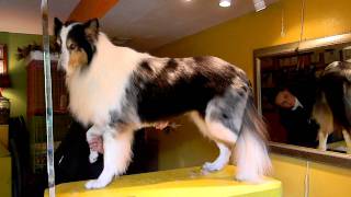 7 Minute Rough Collie Contour Trim [upl. by Barb]