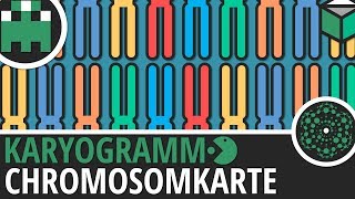 Chromosomenkarte Karyogramm einfach erklärt│Biologie Lernvideo Learning Level Up [upl. by Goren]