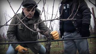 Marco Simonit  Dimostrazione pratica potatura a Guyot  Guyot pruning [upl. by Retlaw]