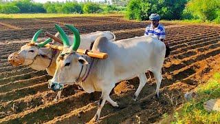 Antiquated method of plough by OX  Agriculture India [upl. by Aimak]