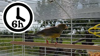 Canary Singing  Training Video  Timbrado EXTRA LONG  6 Hours Version [upl. by Moulton]