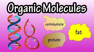 Major Groups Of Organic Molecules  What Are Organic Molecules  The Molecules Of Life [upl. by Akimot]