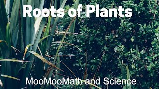 Plant Root Structure [upl. by Adonis]