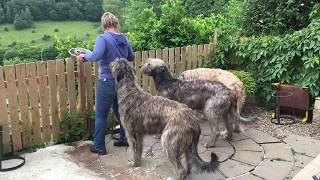 A Day in the Life Irish Wolfhound Edition [upl. by Vtarj]