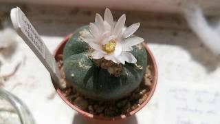 How to grow the psychedelic cactus Peyote Lophophora williamsii at home on a windowsill in the UK [upl. by Hung]