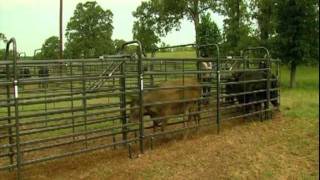 Priefert Medium Cattle Working Systems [upl. by Bowyer]