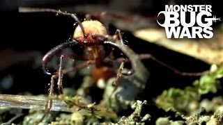 Epic Ant Battles 1  MONSTER BUG WARS [upl. by Kcirdef]