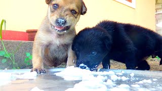 First Taste of Kindness 3WeekOld Orphan Puppies Enjoying Their First Meal After Losing Their Mama [upl. by Ariamat970]