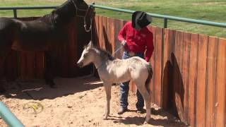 Foal Training Desensitizing Through Touch and Rub [upl. by Rinum335]