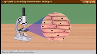 Scienze1osservazione al microscopio ottico delle cellule di una cipolla [upl. by Hardigg]