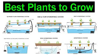 Which Hydroponic System is Better for Plants  Crops  Best Plants to Grow  Types of Hydroponics [upl. by Prent]