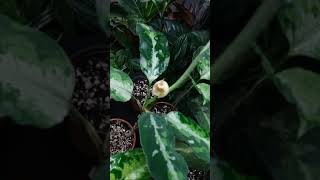 Aglaonema Pictum Tricolor [upl. by Nanaek]