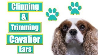 Grooming Cavalier King Charles Spaniel Ears [upl. by Myer]