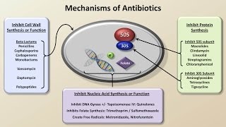 Mechanisms and Classification of Antibiotics Antibiotics  Lecture 3 [upl. by Aneg]