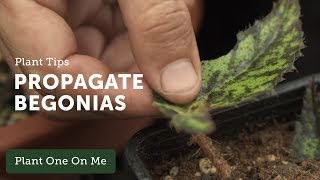 How to Propagate Begonias — Ep 108 [upl. by Llednil]