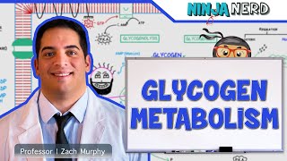 Metabolism  Regulation of Glycogen Metabolism [upl. by Trebled]