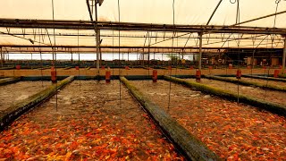 CRAZY Millions of fish at these farms [upl. by Amelus649]