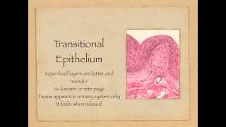 Epithelial Tissue [upl. by Hgierb447]