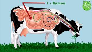 how do cows turn grass into milk [upl. by Nacul]