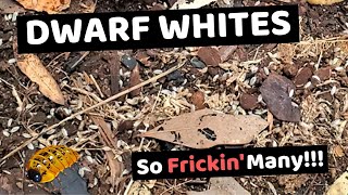 Dwarf White Isopods  Care Guide  How to Breed [upl. by Beck]