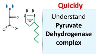 Pyruvate dehydrogenase complex [upl. by Ibrad292]