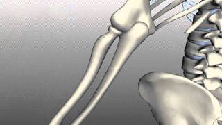 Radius and Ulna  Anatomy Tutorial [upl. by Sprague]