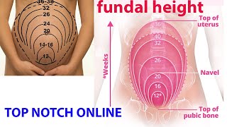 what is fundal height [upl. by Frederiksen]