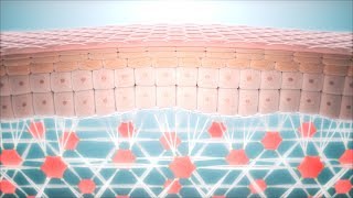 Skin Anti Aging  Fibroblast and Collagen Network Regeneration CGI animation [upl. by Anayad]