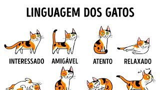 COMO ENTENDER MELHOR O SEU GATO [upl. by Corrine]