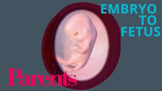 Embryo to Fetus Weeks 912 of Pregnancy  Parents [upl. by Oiluig]