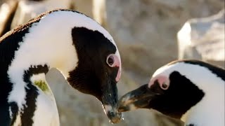 Best of Penguins  Top 5  BBC Earth [upl. by Faun455]