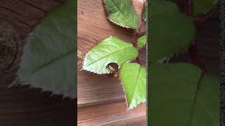 Leafcutter bee [upl. by Edva]