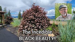 Black Beauty Elderberry Plant Profile [upl. by Niawtna250]