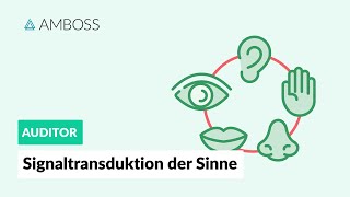 Signaltransduktion der fünf Sinne  AMBOSS Auditor [upl. by Arakal]