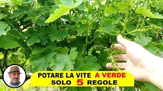 POTATURA A VERDE DELLA VITE solo 5 semplici regole [upl. by Lydnek]