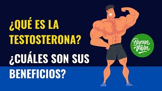 Para que sirve la testosterona beneficios de la testosterona [upl. by Hillell171]