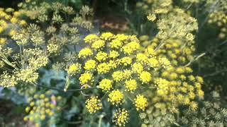 Bronze Fennel  Plant Profile [upl. by Yasmin]